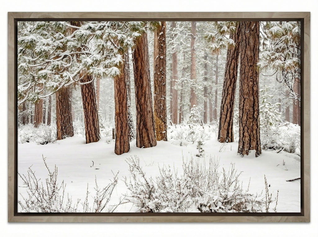 Winter Forest