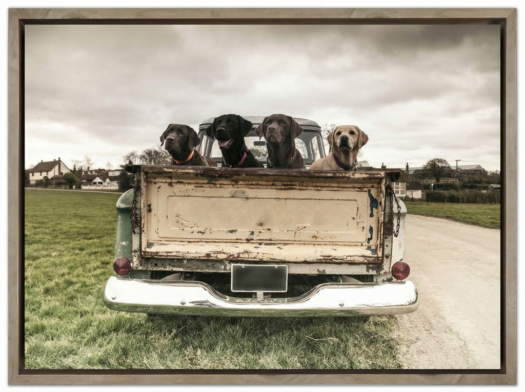 Labradors In A Vintage Truck