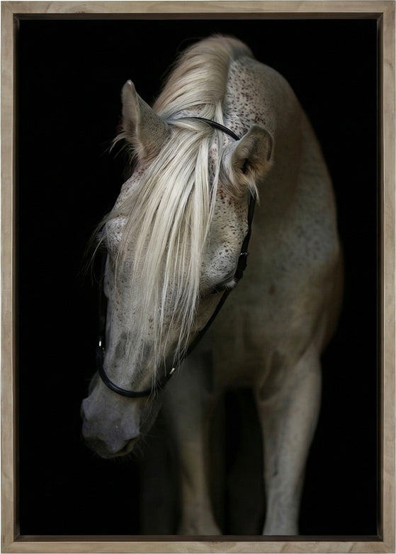 Arabian Stallion
