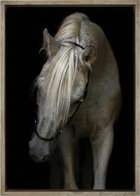 Arabian Stallion