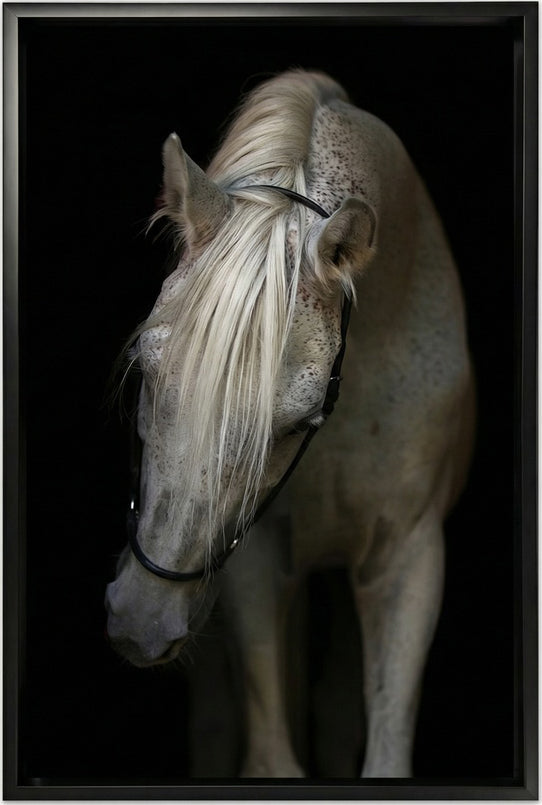 Arabian Stallion