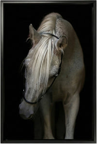 Arabian Stallion