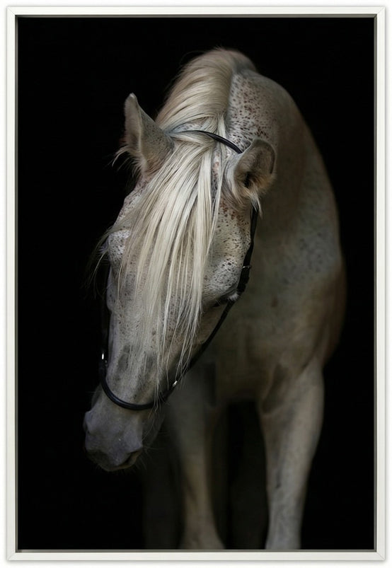 Arabian Stallion