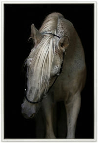 Arabian Stallion