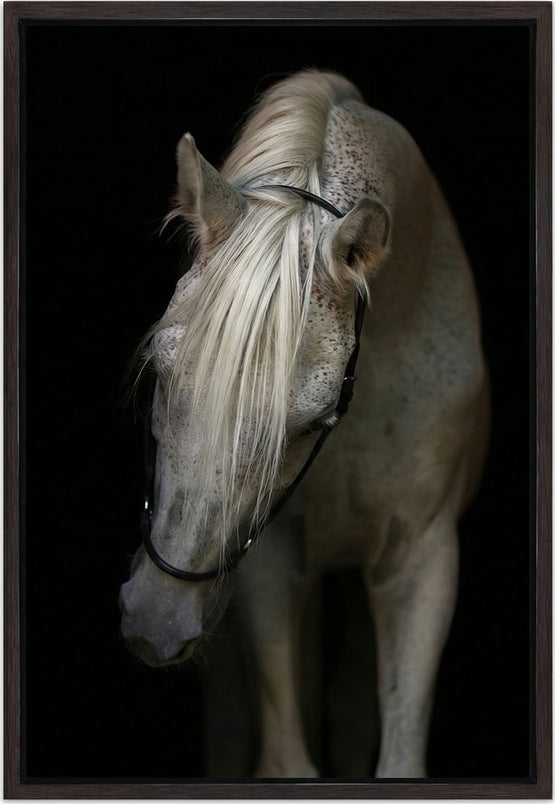 Arabian Stallion