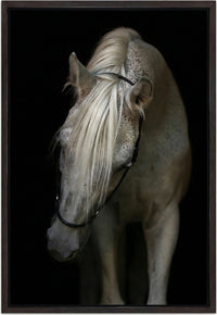 Arabian Stallion