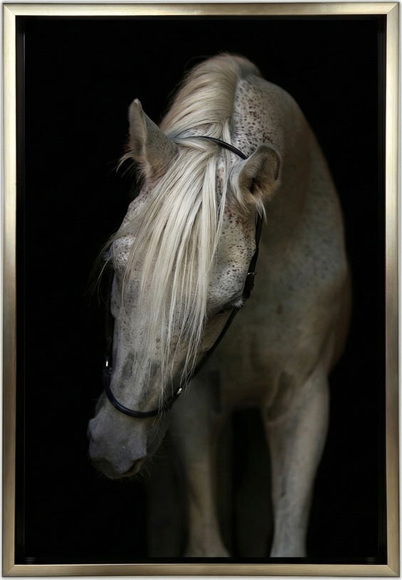 Arabian Stallion