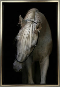 Arabian Stallion