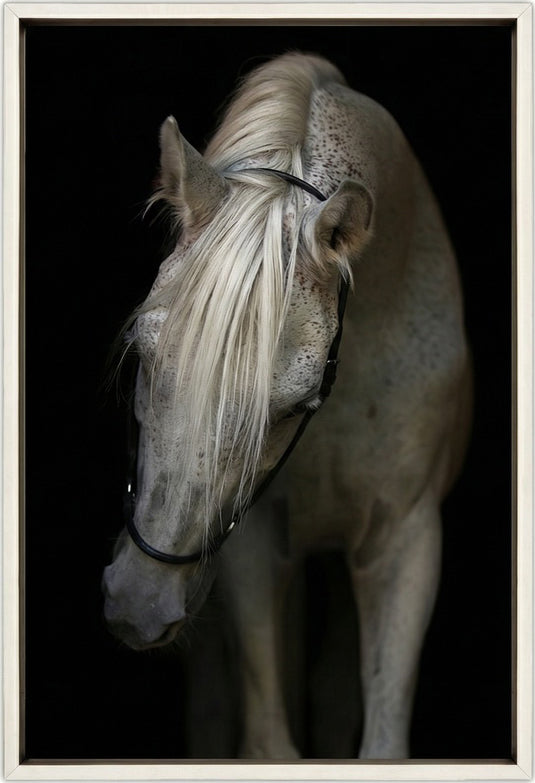 Arabian Stallion