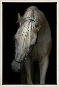 Arabian Stallion