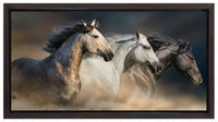 Gallop In The Dust