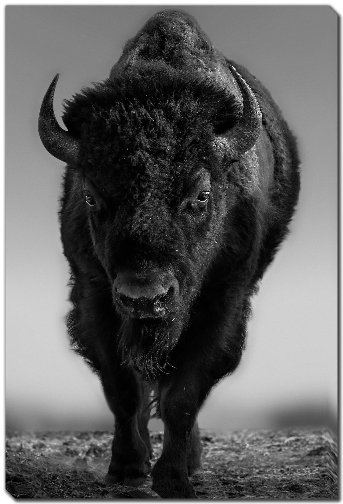 The Beast