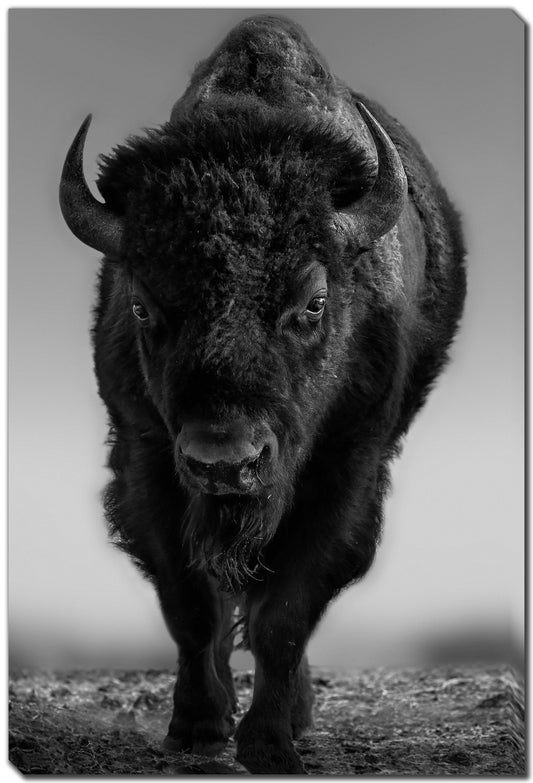 The Beast