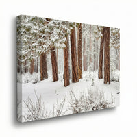 Winter Forest