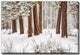 Winter Forest