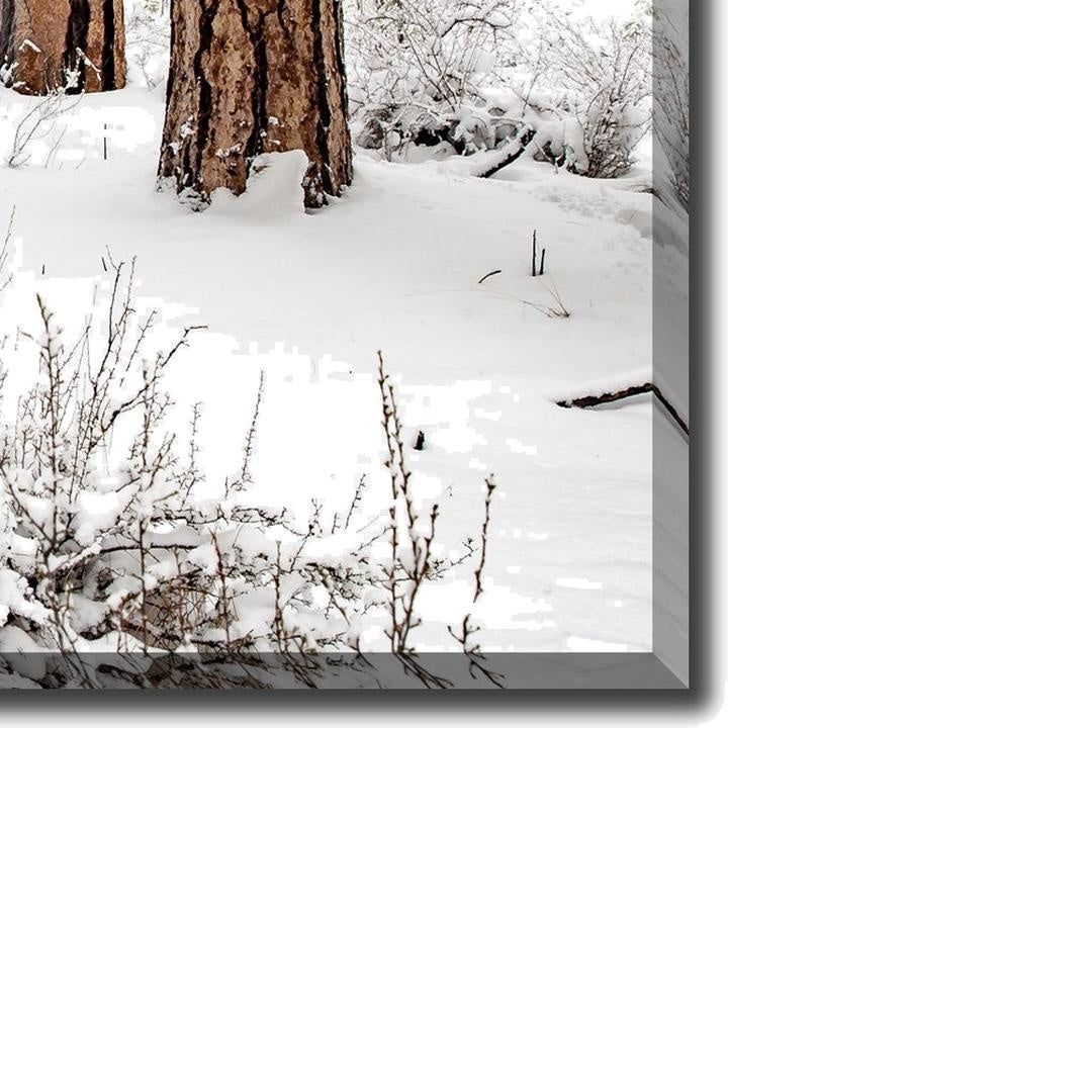 Winter Forest