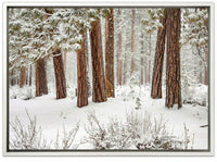 Winter Forest