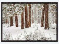Winter Forest
