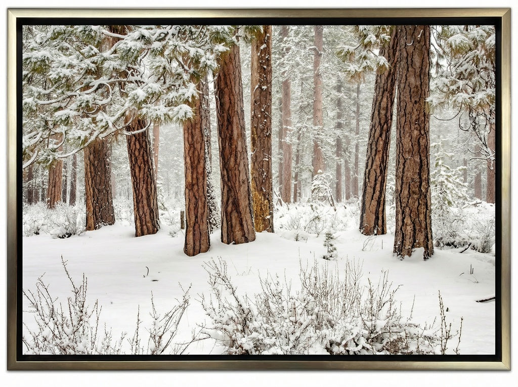 Winter Forest
