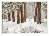 Winter Forest