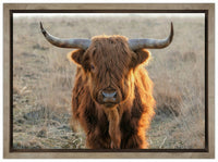 Scottish Highlander