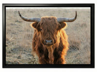 Scottish Highlander