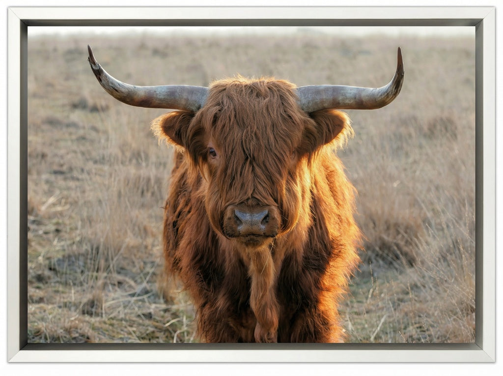Scottish Highlander