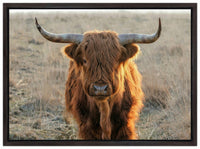 Scottish Highlander