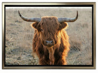 Scottish Highlander