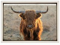 Scottish Highlander