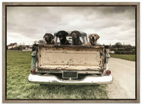 Labradors In A Vintage Truck