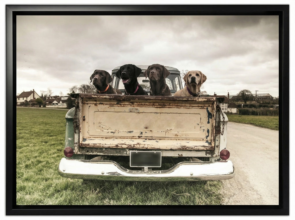 Labradors In A Vintage Truck