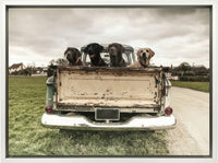 Labradors In A Vintage Truck