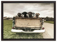 Labradors In A Vintage Truck