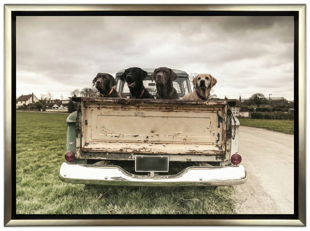 Labradors In A Vintage Truck