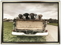 Labradors In A Vintage Truck