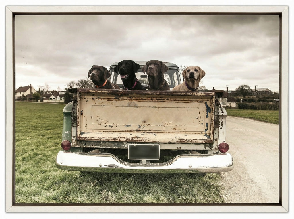 Labradors In A Vintage Truck