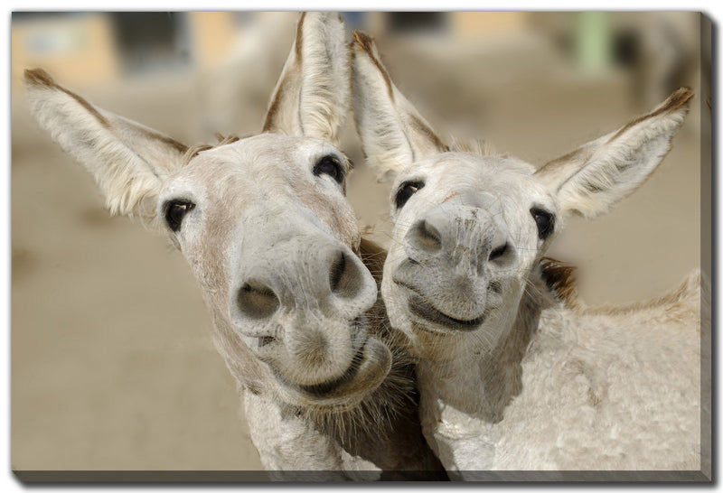 ANIMALS
