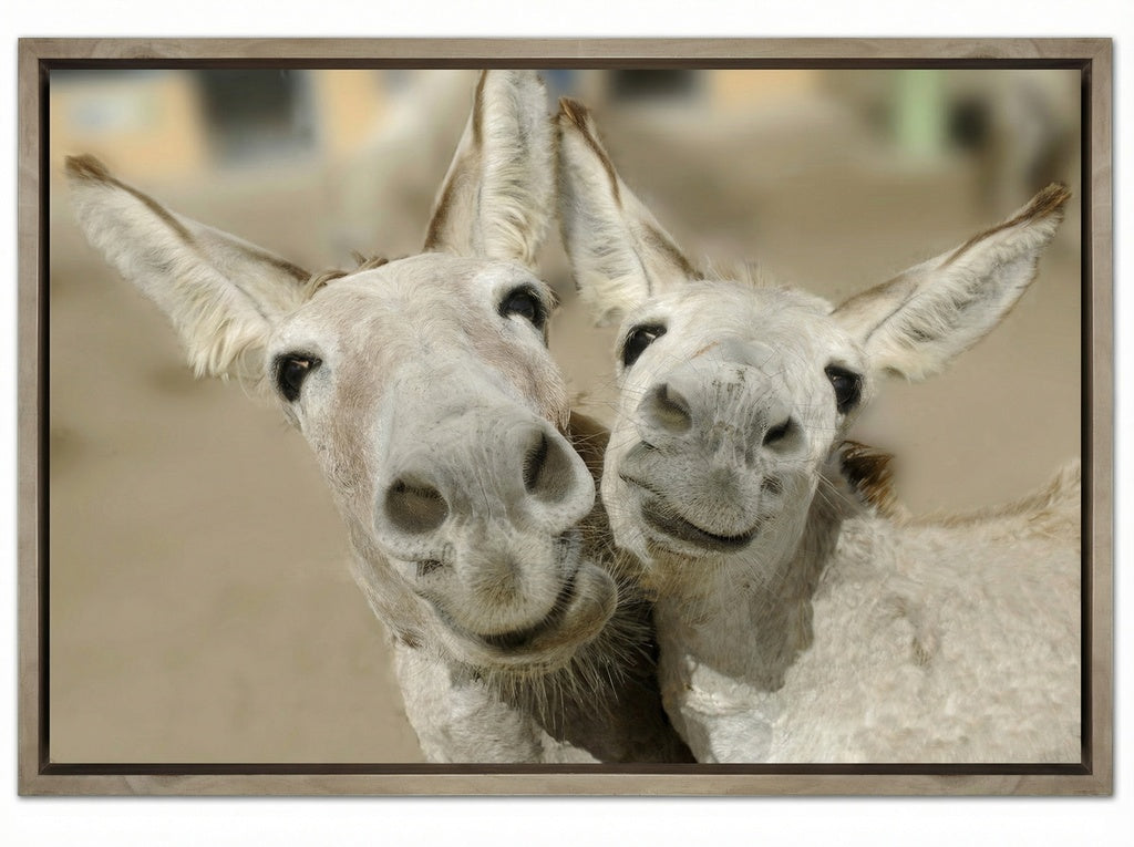 Cheeky Playful Donkey Duo