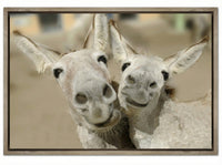Cheeky Playful Donkey Duo