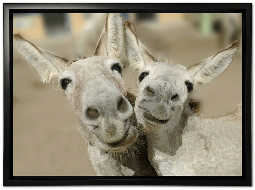 Cheeky Playful Donkey Duo