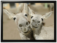 Cheeky Playful Donkey Duo