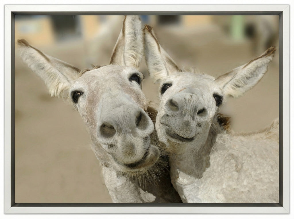 Cheeky Playful Donkey Duo