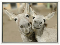 Cheeky Playful Donkey Duo