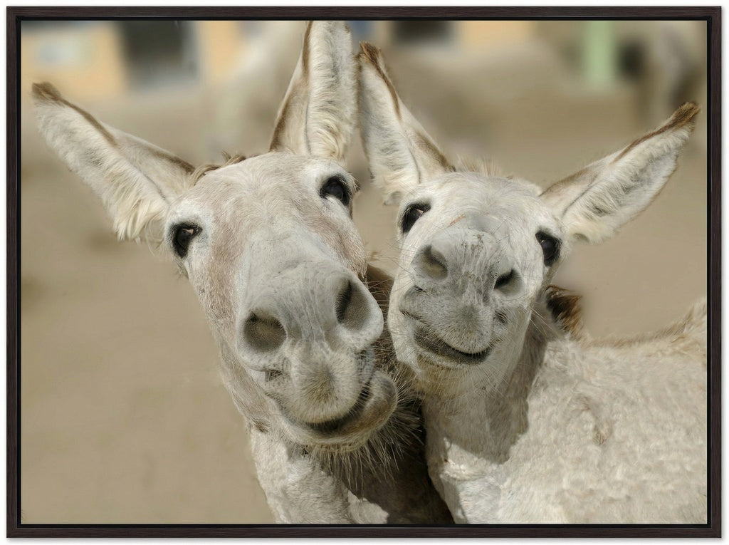 Cheeky Playful Donkey Duo