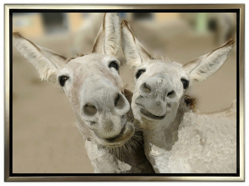 Cheeky Playful Donkey Duo