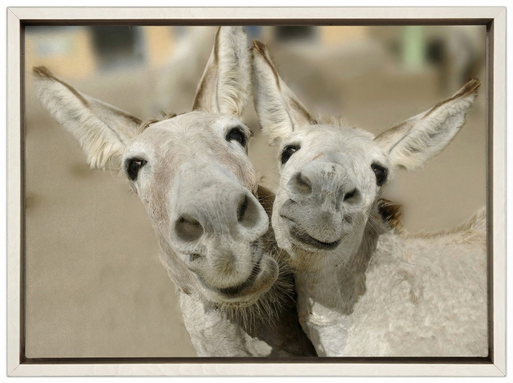 Cheeky Playful Donkey Duo