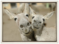 Cheeky Playful Donkey Duo