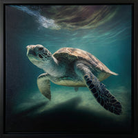 Green Sea Turtle