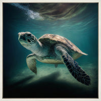 Green Sea Turtle